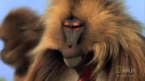 Gelada vs. Gelada | World's Deadliest