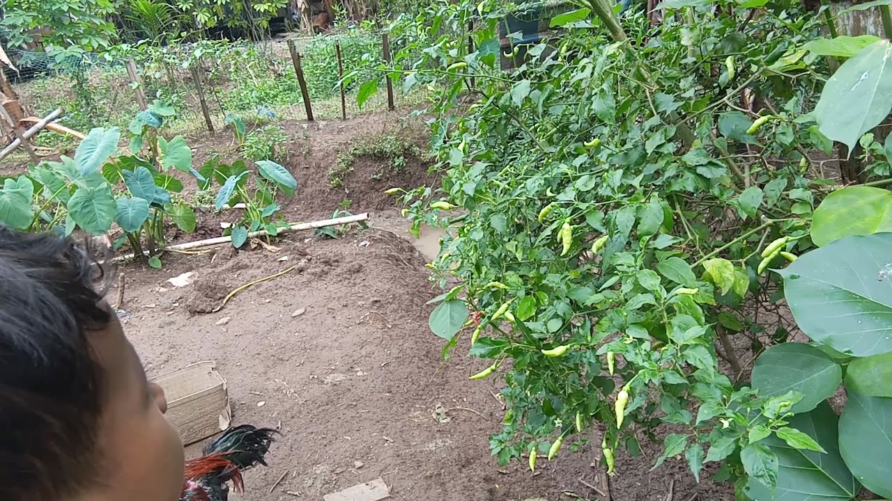 Picking chili peppers confronted by fierce geese