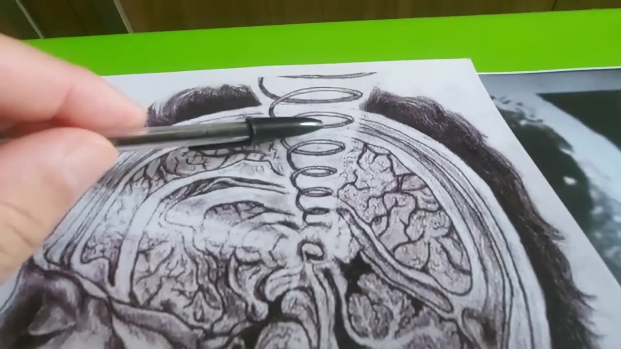 (40) Segredos da glândula pineal