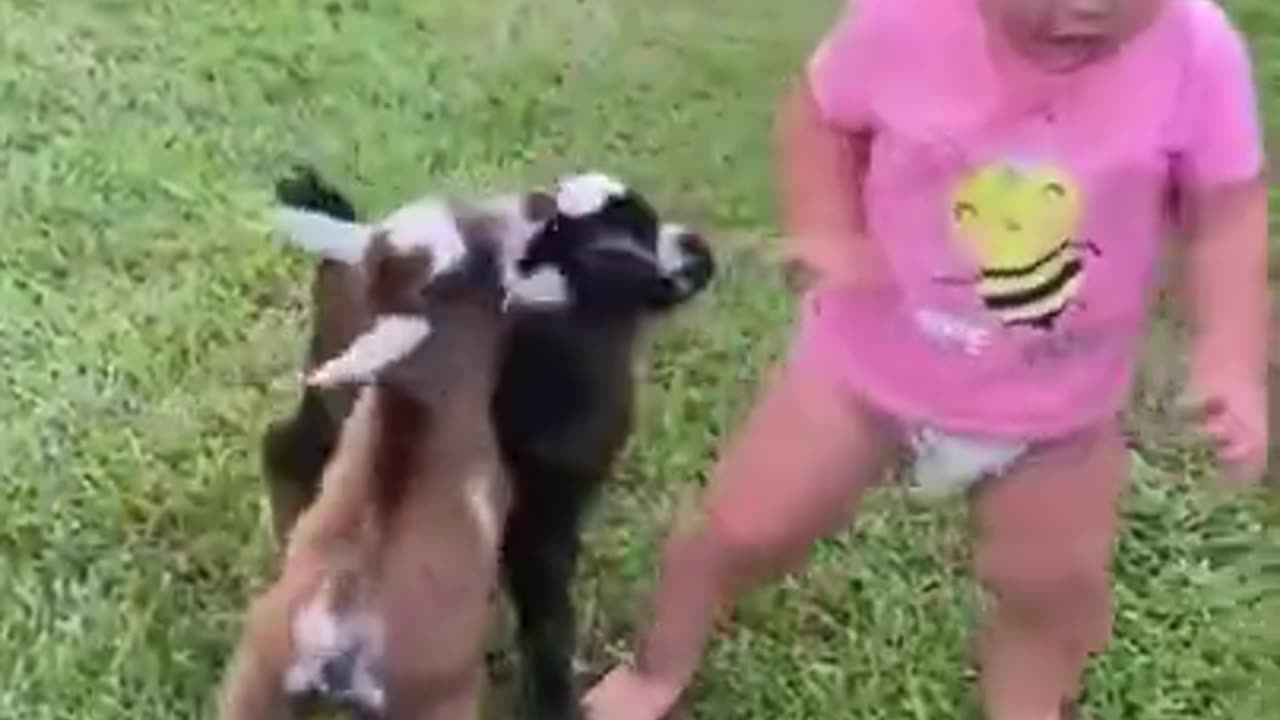 Fun of Little kid with Baby Goat #shorts #shortsvideo #viral #video