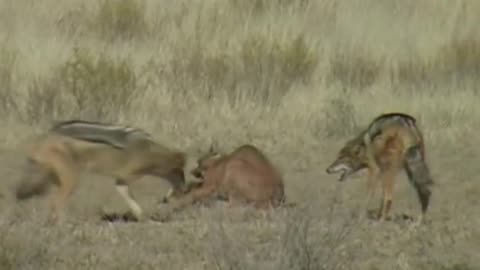 jackal attacks caracal