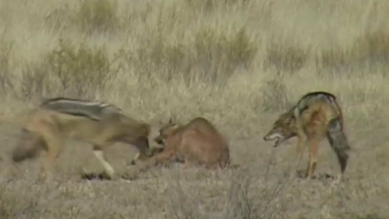jackal attacks caracal