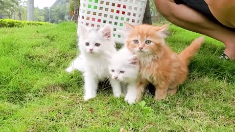 Cute kittens go to a picnic weekend and eating sushi