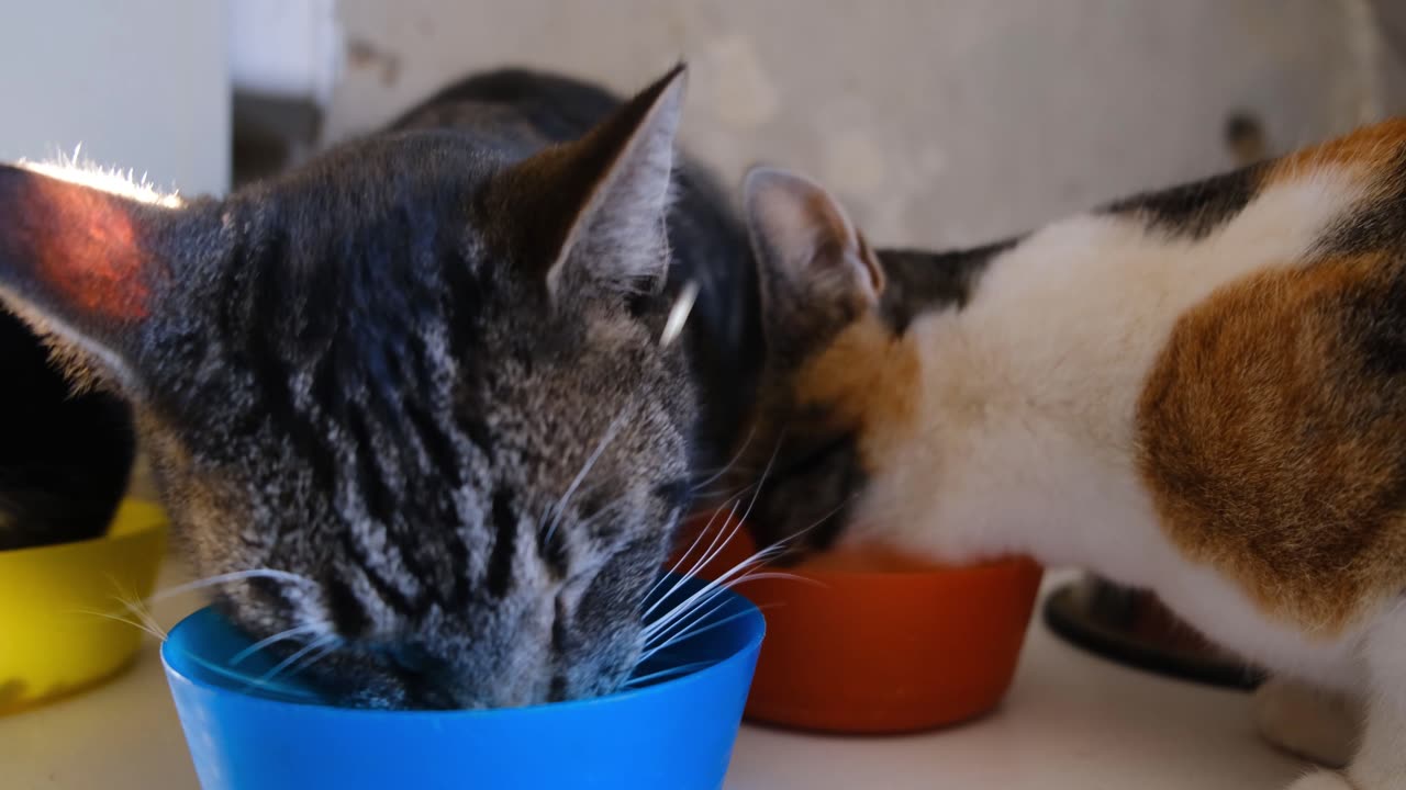 Cat at lunchtime. It's served