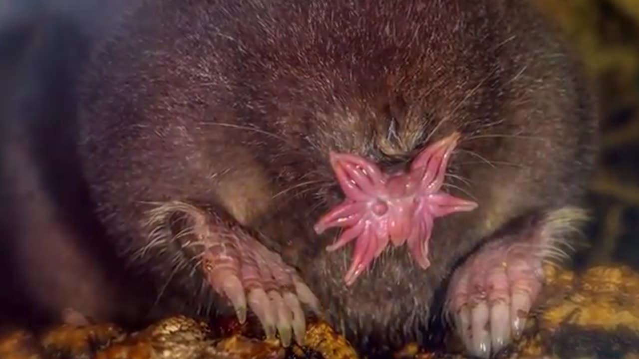 10 Scariest Looking Animals on this Planet