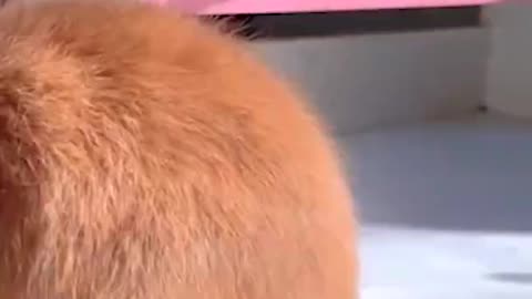 Cute rabbit