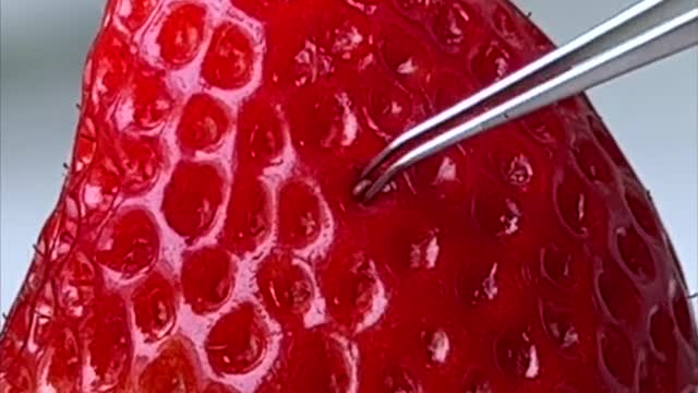 Elvis if someone is willing to help you take strawberry seeds, it must be true love! Fast @ ta...