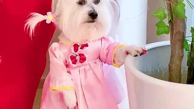 Cute puppy dog # 'Shake in # # pet dog