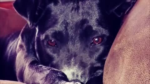 CAN'T GET OVER THE PUP FACE