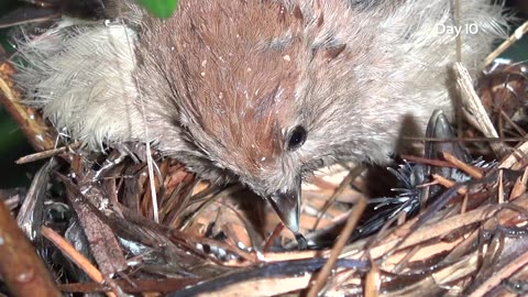 Cuckoo chicks after a successful coup(Cuckoo life cycle) #6