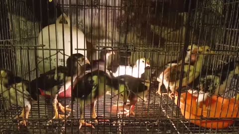Ayam Bangkok Mangun silang klasik