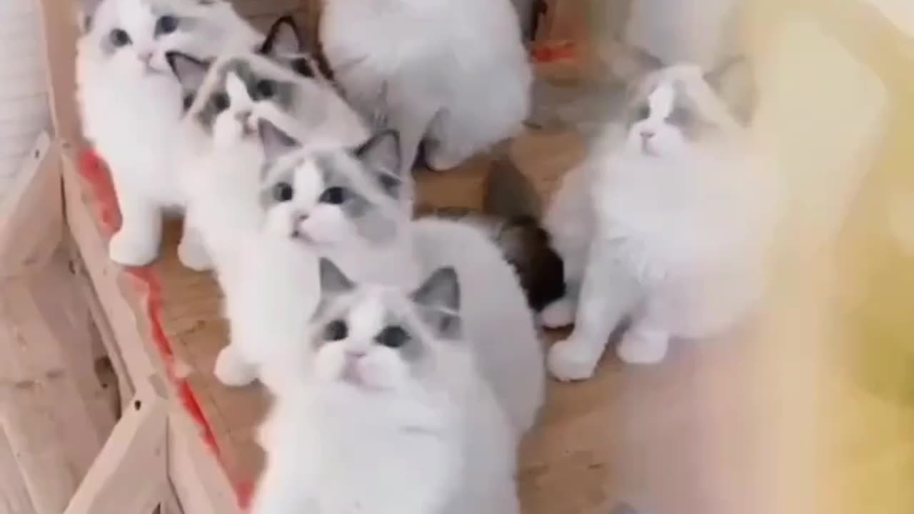 The Cats funny video