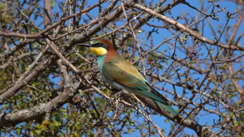Tweet of a wounded bird