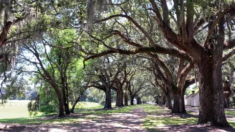 McLeod Plantation Historic Site (Charleston, South Carolina) 2