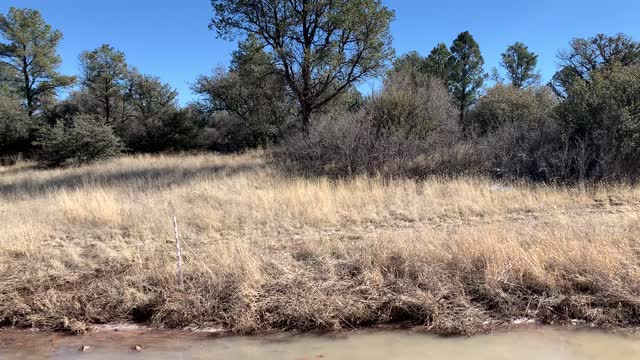 Pasture vs Forest for Sheep. Shade, Grass, and Transitional Areas