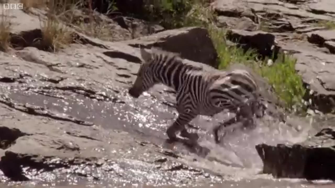 Young Zebra's Dangerous River Crossing | Life Story | BBC Earth