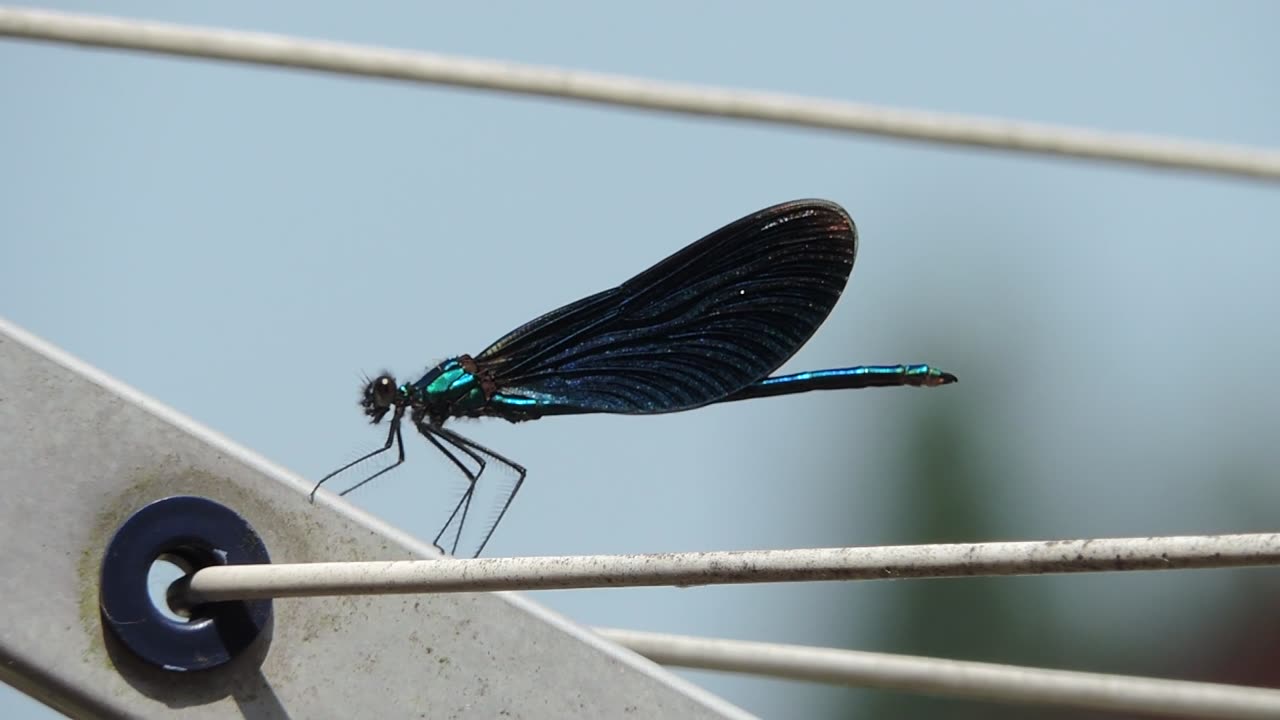 The beautiful demoiselle