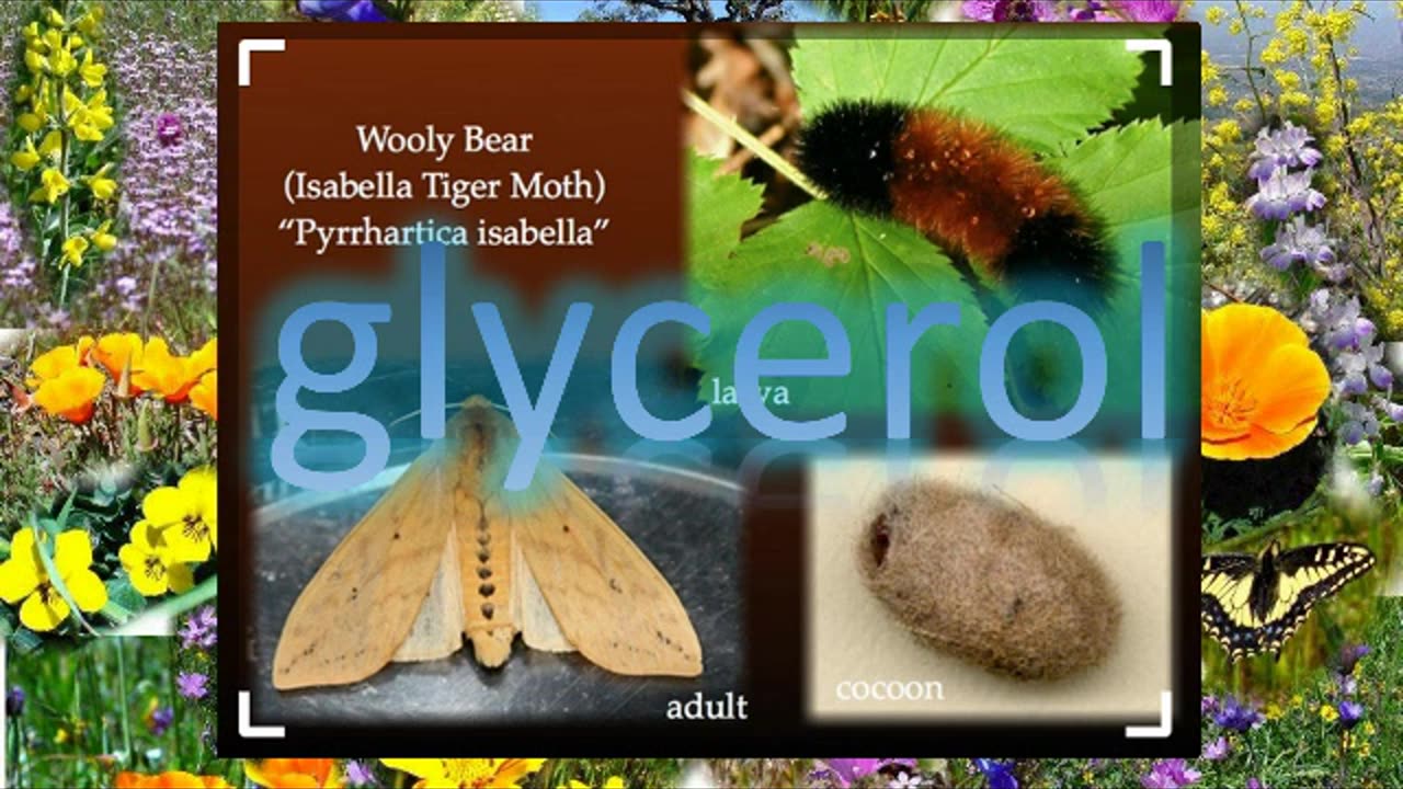 The Woolly Bear Wonder!