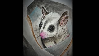 Sugar Glider