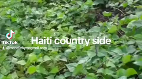 Beautiful country side of Haiti