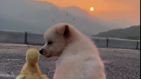 Witness the miracle of cute pets