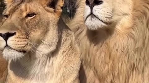 Love Of Lion And Lioness #shorts #shortvideo #video #virals #videoviral