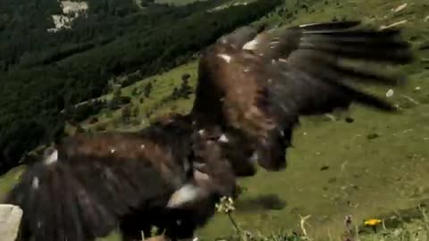 How Golden Eagle Attacks Fox From The Sky