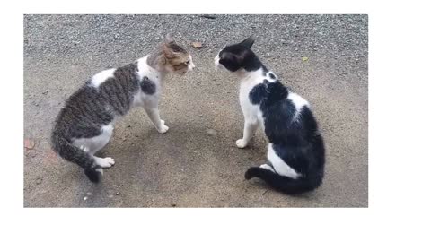 cats talking