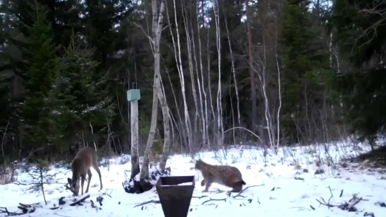 the deer did not see the lynx approach