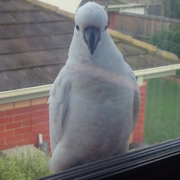 Cockatoo at my window