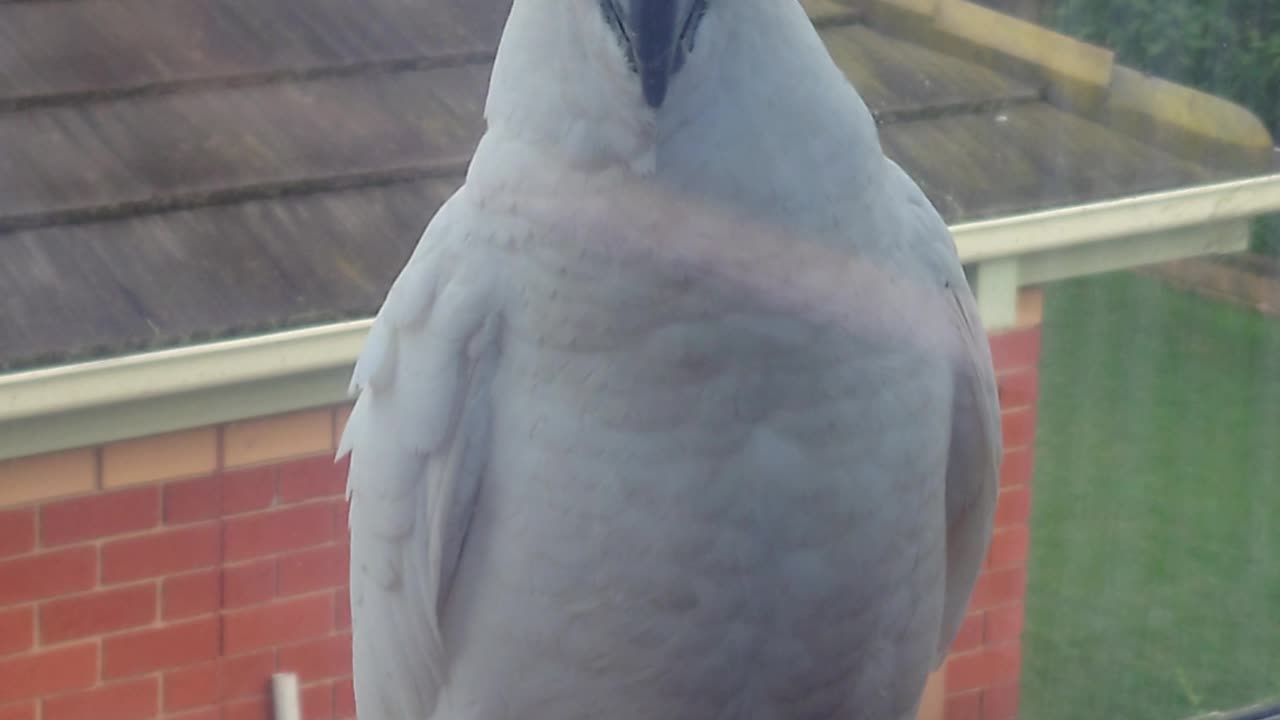 Cockatoo at my window