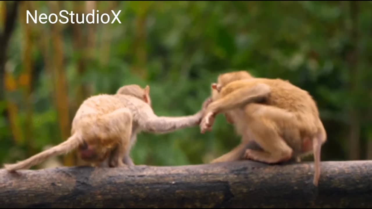 Funny Monkey 🐒 :- cute and funniest 😂😂 Full HD