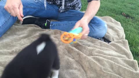 Best Bowtie Pomsky Love - 7 Week old Pomsky Playing! Trouble!