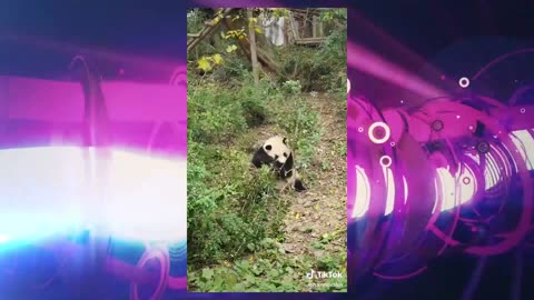 Funny tiktok compilation Try not to laugh (Impossible challenge 🥵)