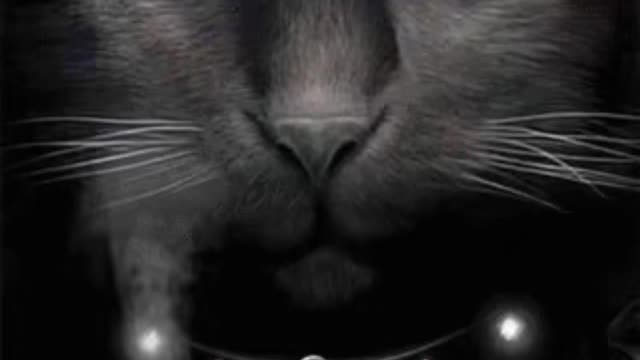 Creepy Cat Gif