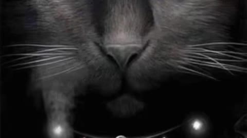 Creepy Cat Gif