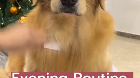 Cute Golden Retriever Night Routine ❤️