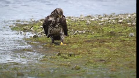 Juvenile Bald Eagle landing