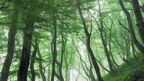 🔴 Relaxing Music 24/7, Sleep Music, Stress Relief Music, Spa, Meditation, Yoga, Zen, Sleeping Music