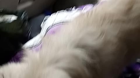 Salty's bark