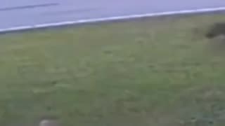 Cachorro Protege Menino...