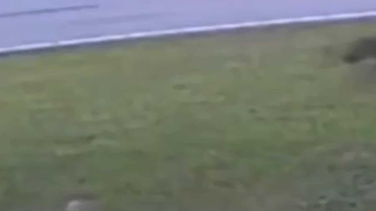 Cachorro Protege Menino...