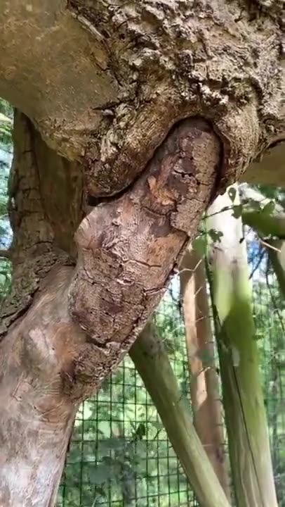 TREE SEX😎