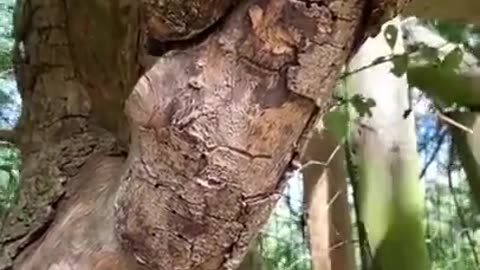 TREE SEX😎