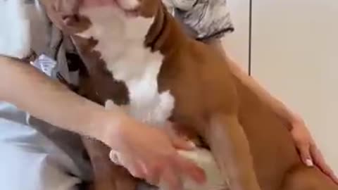 Cutest doggo you will see today 🌞