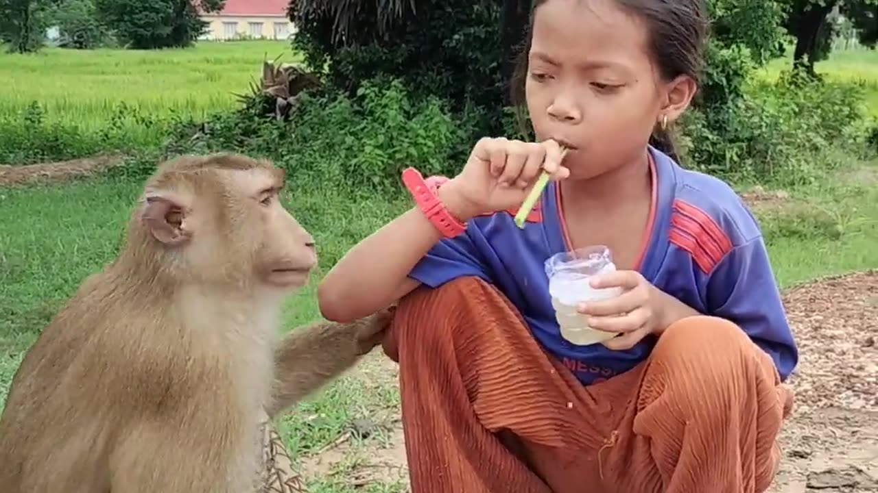 Funny Monkey Playing with Child 😂 | Adorable & Hilarious Moments! #monkey # funny # child