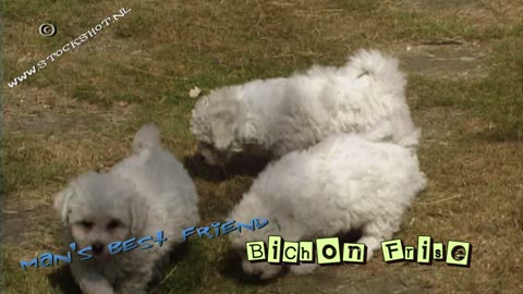 bichon frisé & puppies