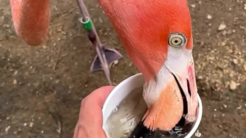 The flamingo crew is on a snacking spree! 🦩🦩🦩