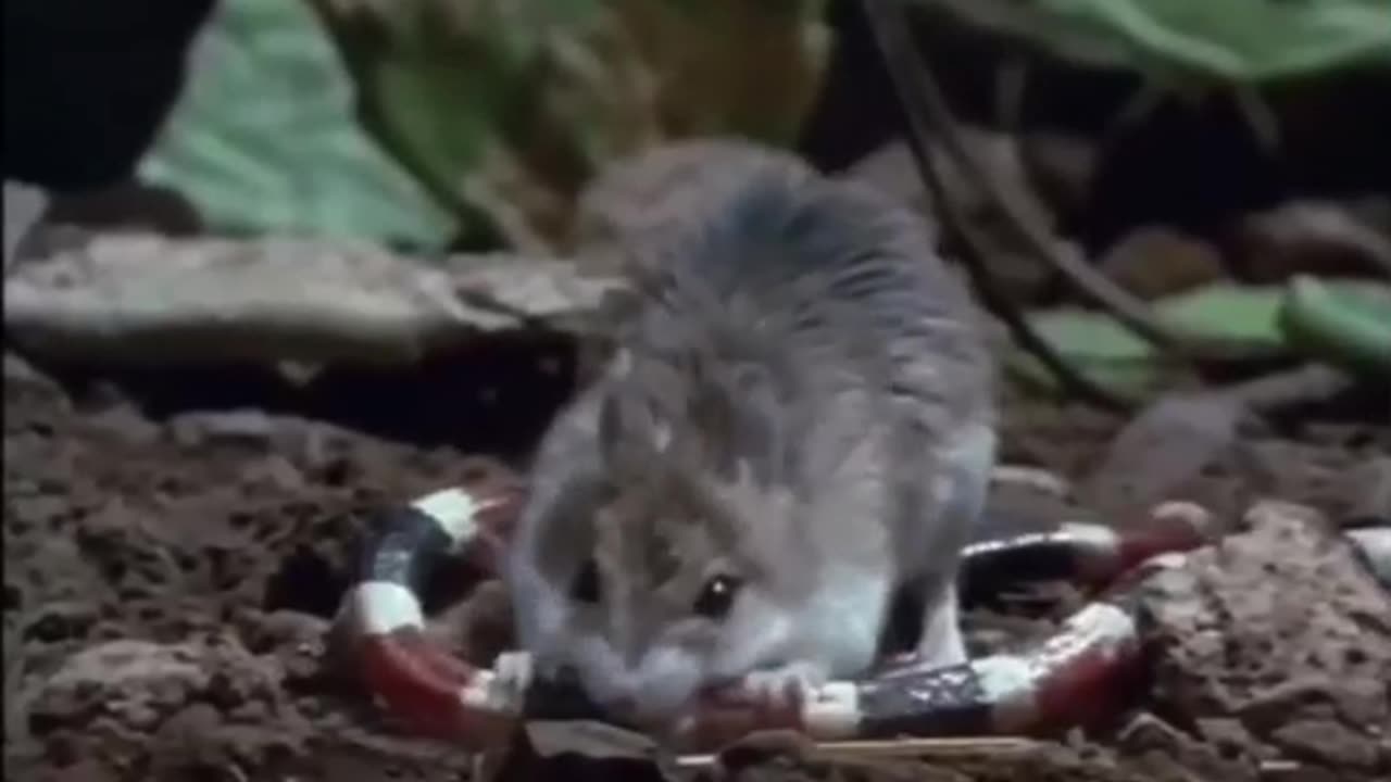 O almoço está pronto