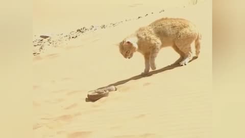 snake faces desert cat and gets the worst